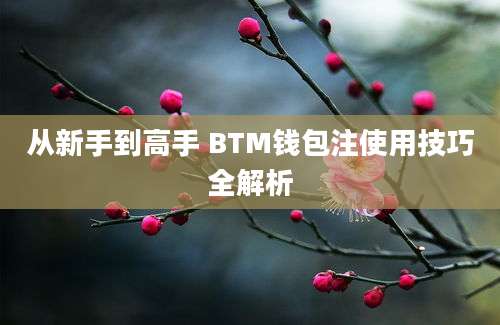 从新手到高手 BTM钱包注使用技巧全解析